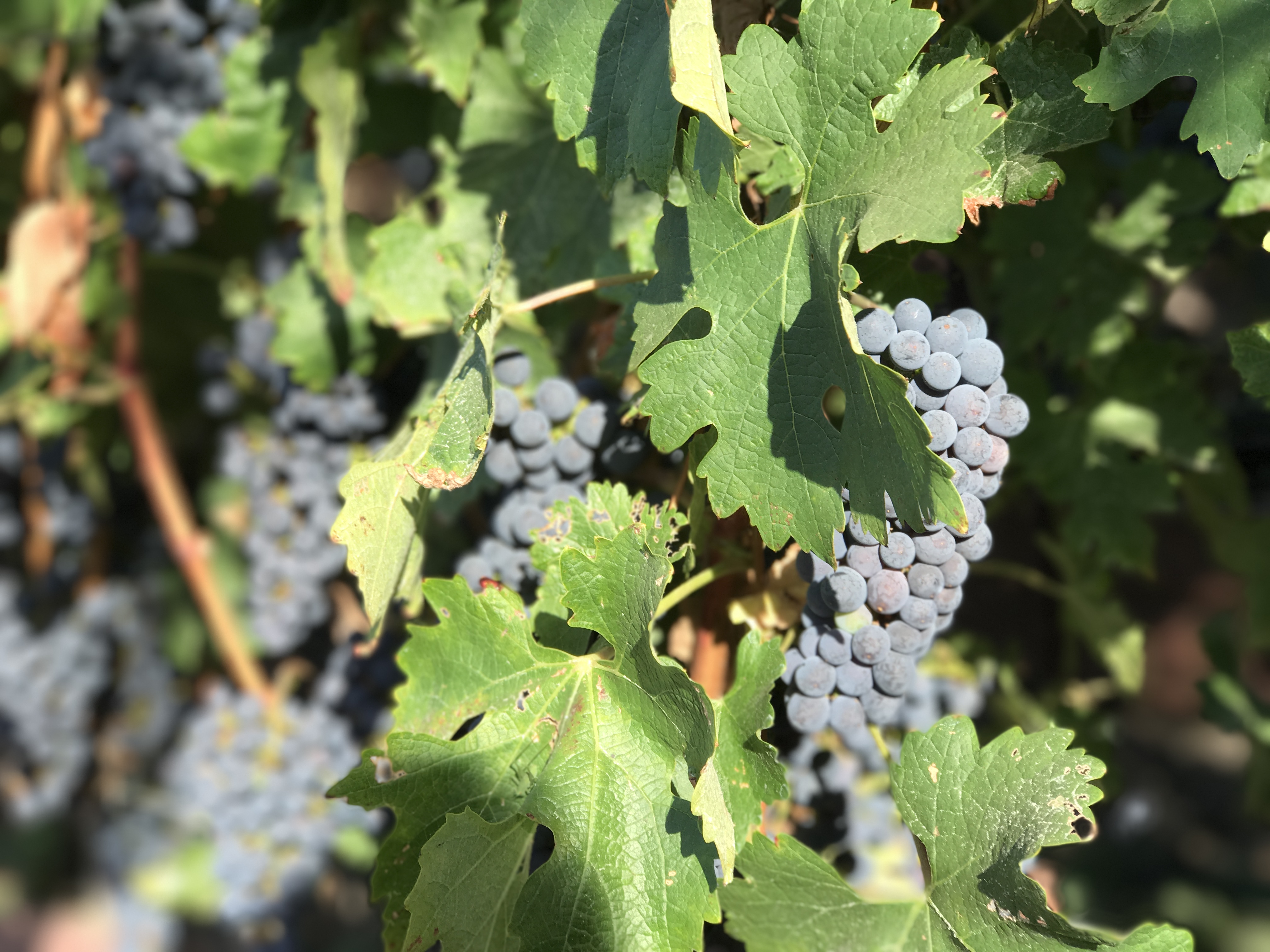 Ripe grape clusters on the vine