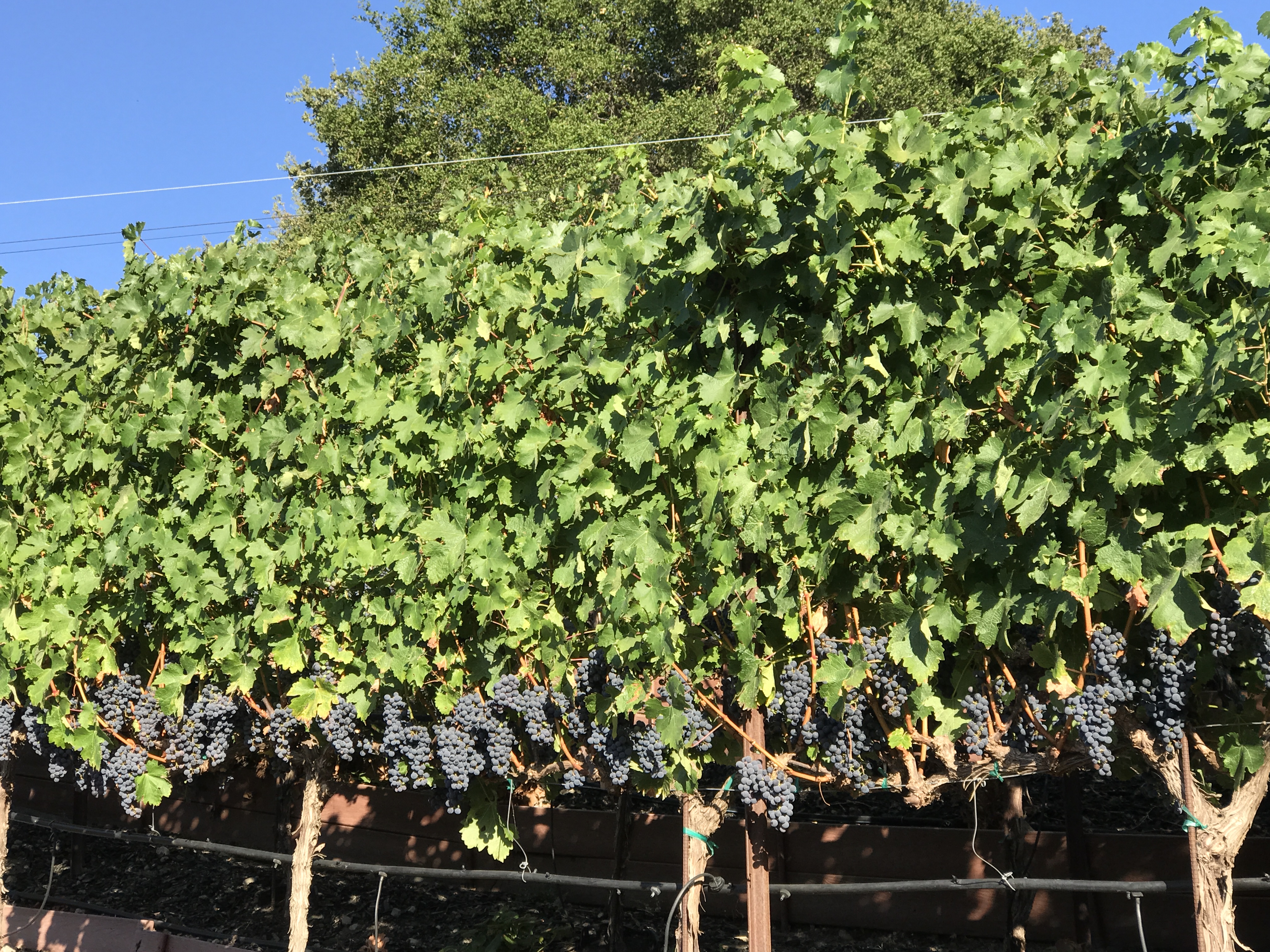 Lush grape vine canopy with clusters of ripe grapes at Humm Vineyard